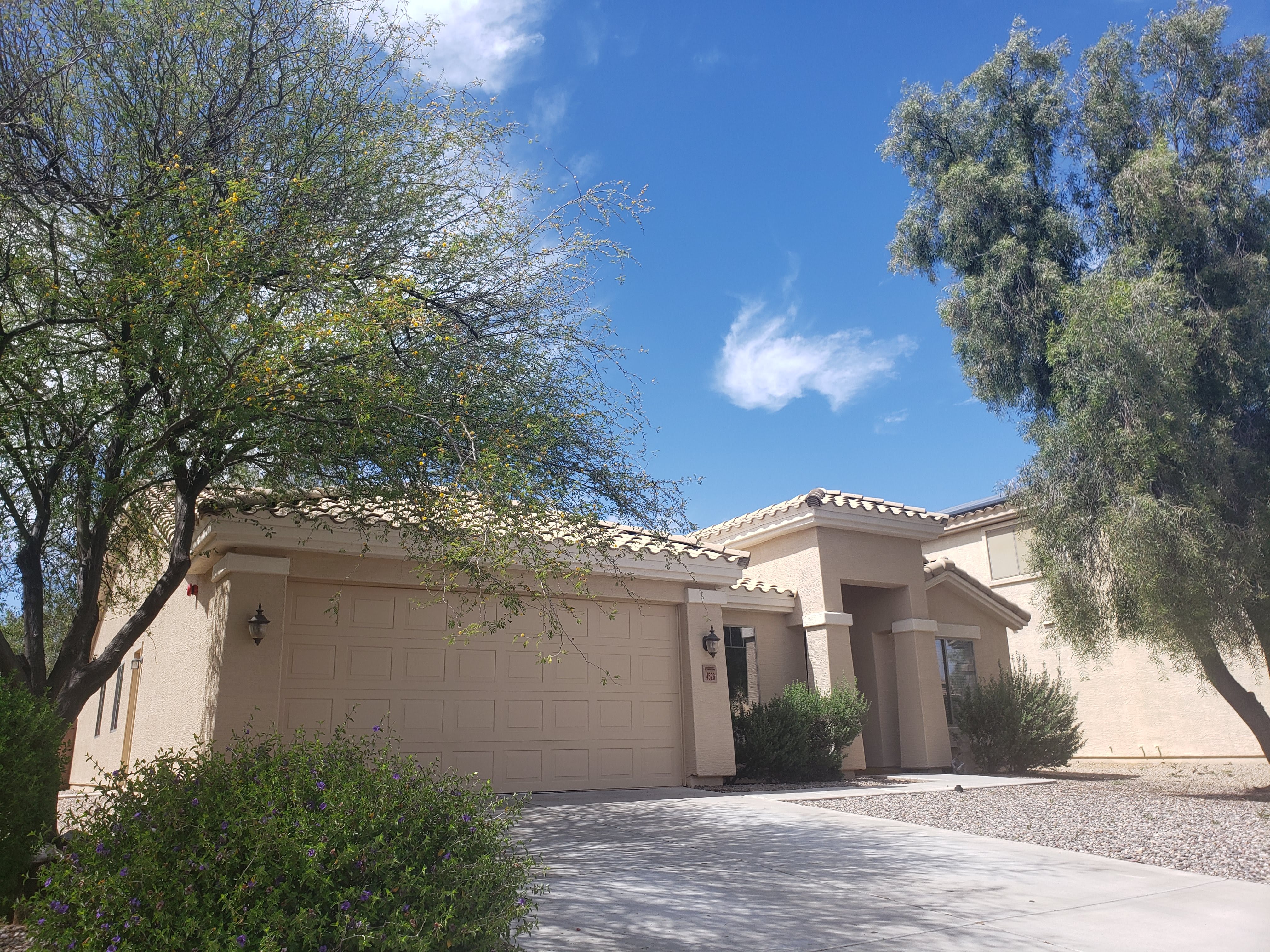 Desert Sunflower ALH Avondale A Place for Mom