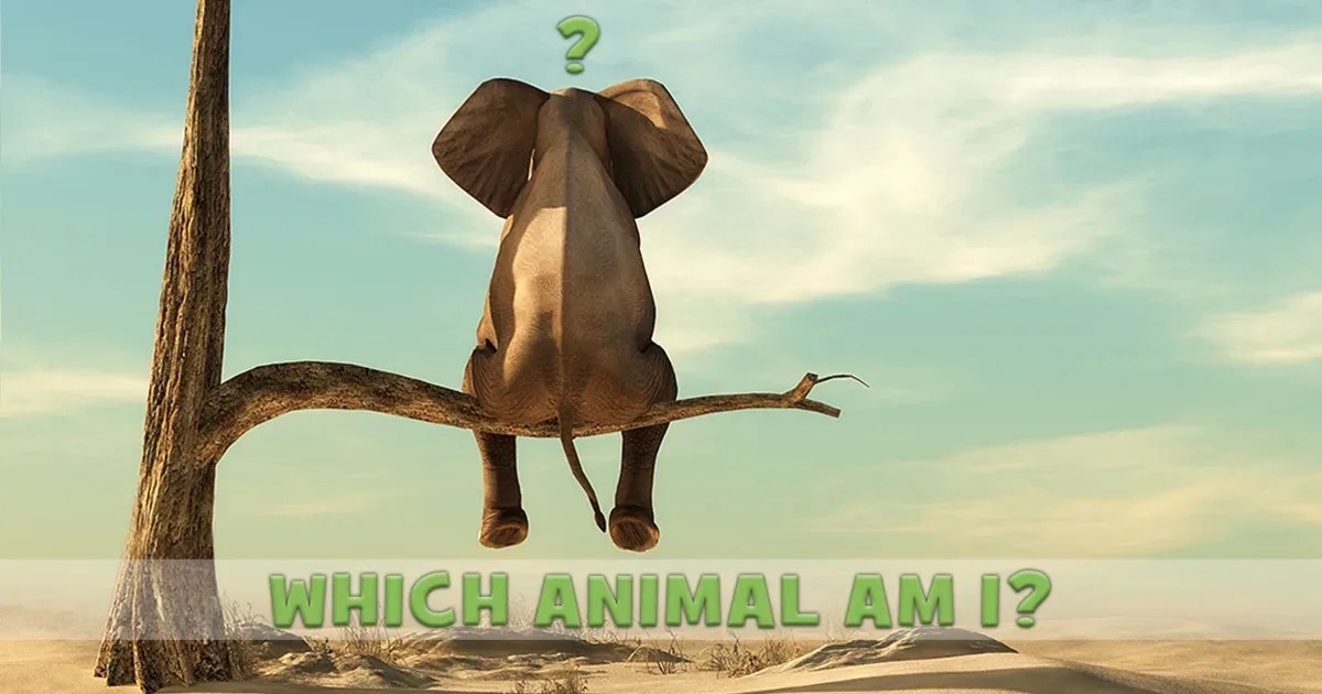 Which Animal Am I