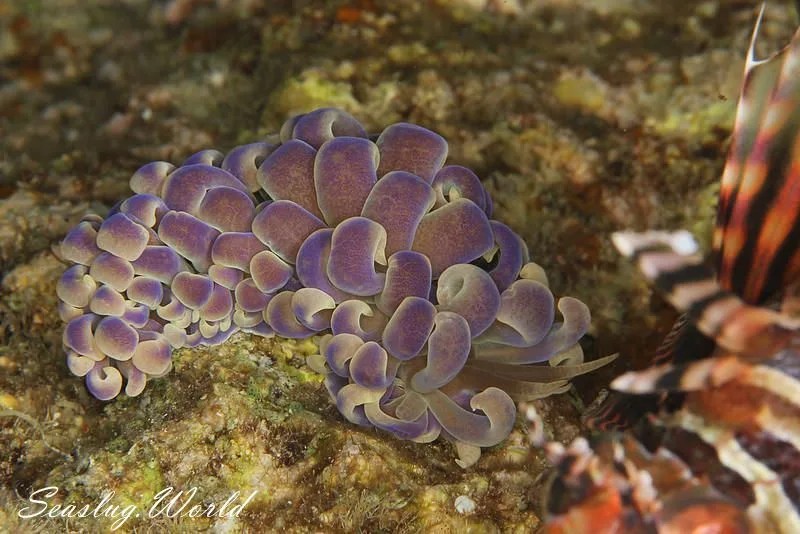 キッカミノウミウシ Phyllodesmium magnum 世界のウミウシ
