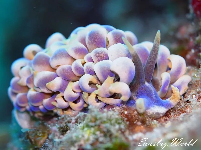 キッカミノウミウシ Phyllodesmium magnum 世界のウミウシ
