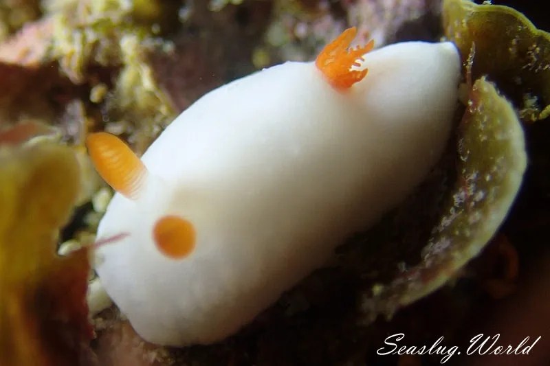 ウサギの食糞（前編）——なぜウサギは自分の糞を食べるのか ユキウサギウミウシ Verconia hongkongiensis 世界のウミウシ