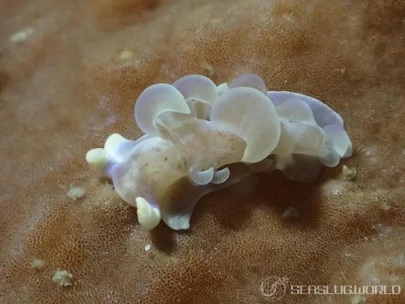 キッカミノウミウシ Phyllodesmium magnum 世界のウミウシ