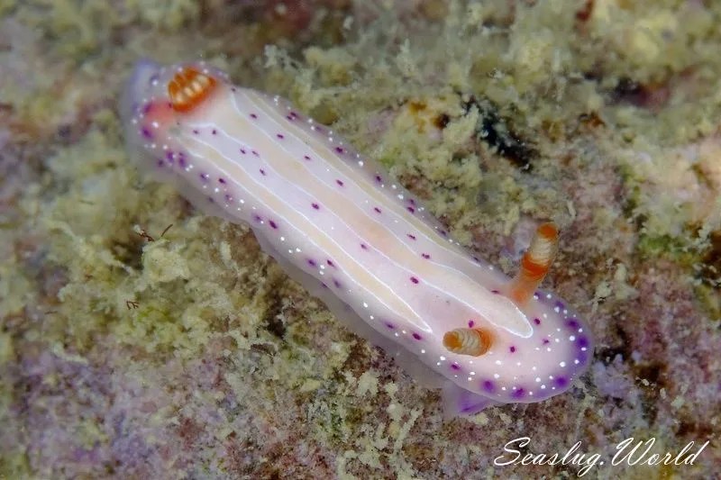 イチゴミルクウミウシでた～: 浮島の最新Ｌｏｇ：浮島ブログ イチゴミルクウミウシ Mexichromis Aurora | 世界のウミウシ