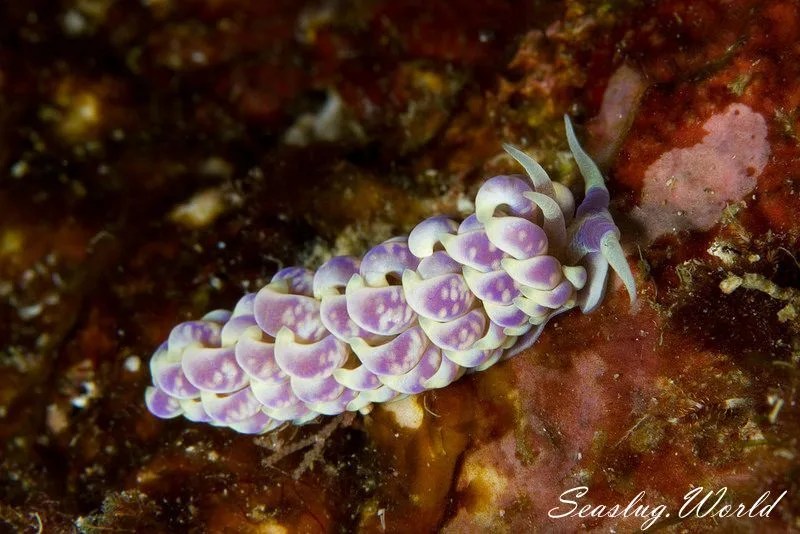 キッカミノウミウシ Phyllodesmium magnum 世界のウミウシ