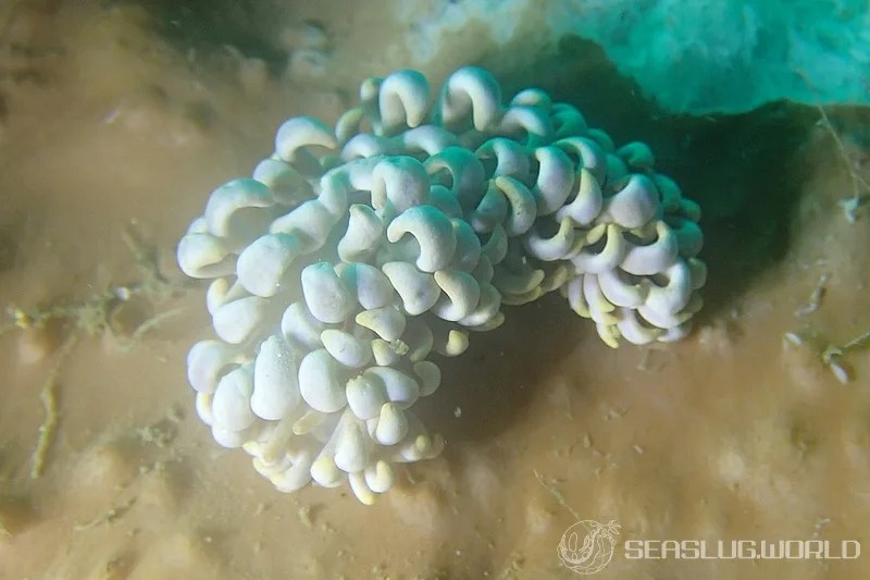 キッカミノウミウシ Phyllodesmium magnum 世界のウミウシ