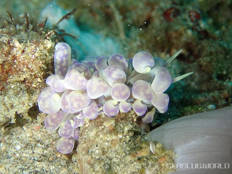 キッカミノウミウシ Phyllodesmium magnum 世界のウミウシ