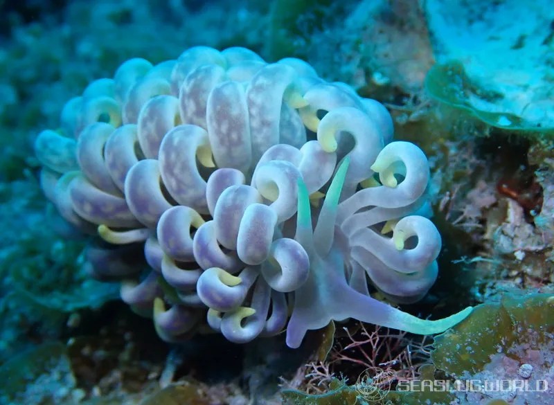 キッカミノウミウシ Phyllodesmium magnum 世界のウミウシ