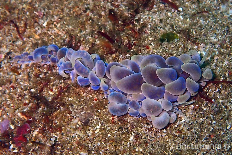 キッカミノウミウシ Phyllodesmium magnum 世界のウミウシ