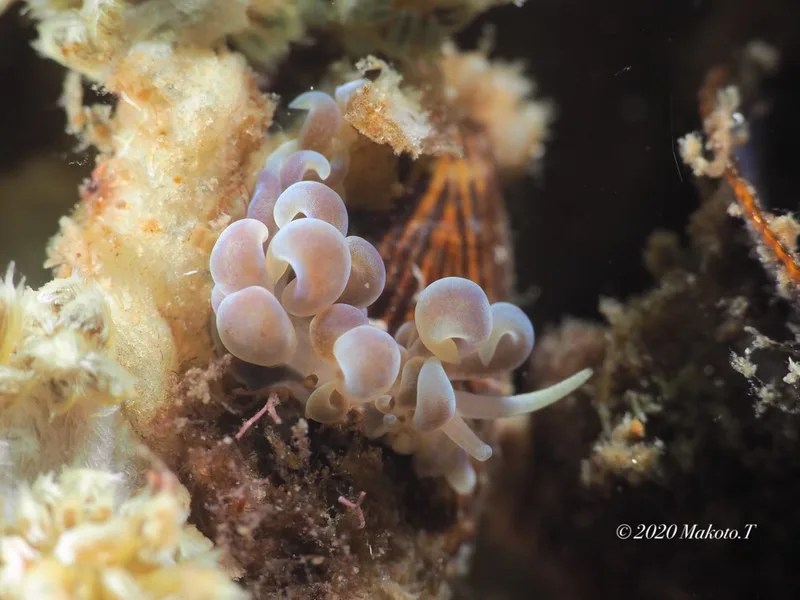 キッカミノウミウシ Phyllodesmium magnum 世界のウミウシ