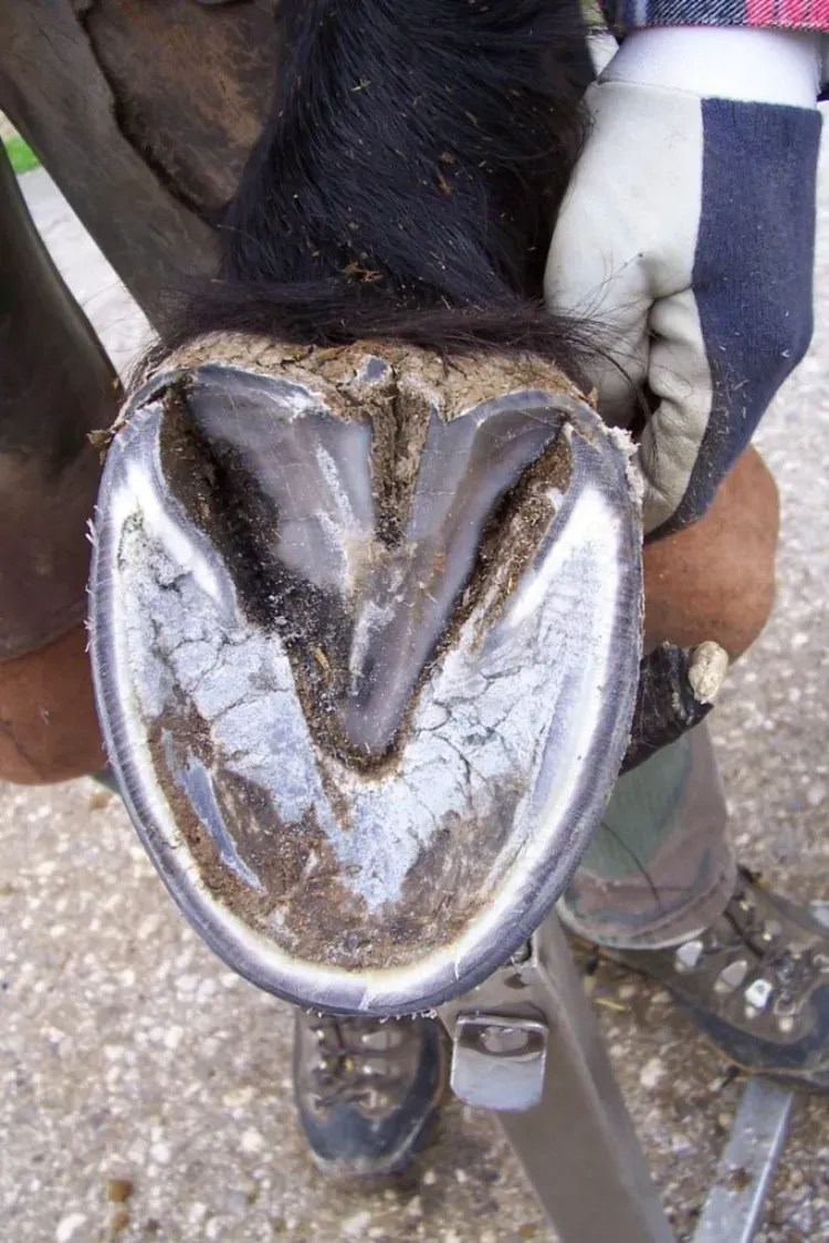 Eradicate Horse Hoof Infections A Comprehensive Guide