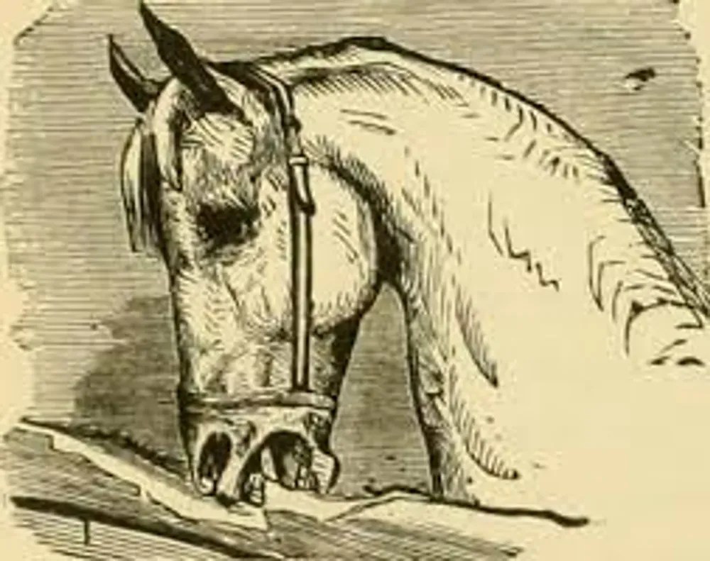 Horse Mental Health Spotting and Managing Problems