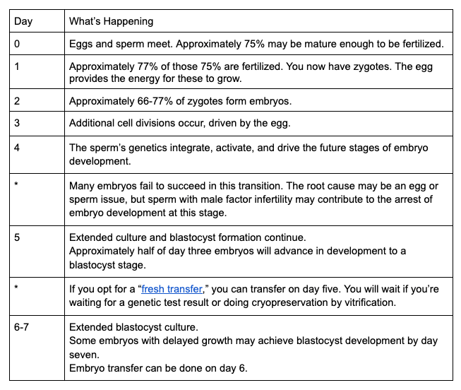 What Percentage of Fertilized Eggs Make It to Blastocyst? Rescripted