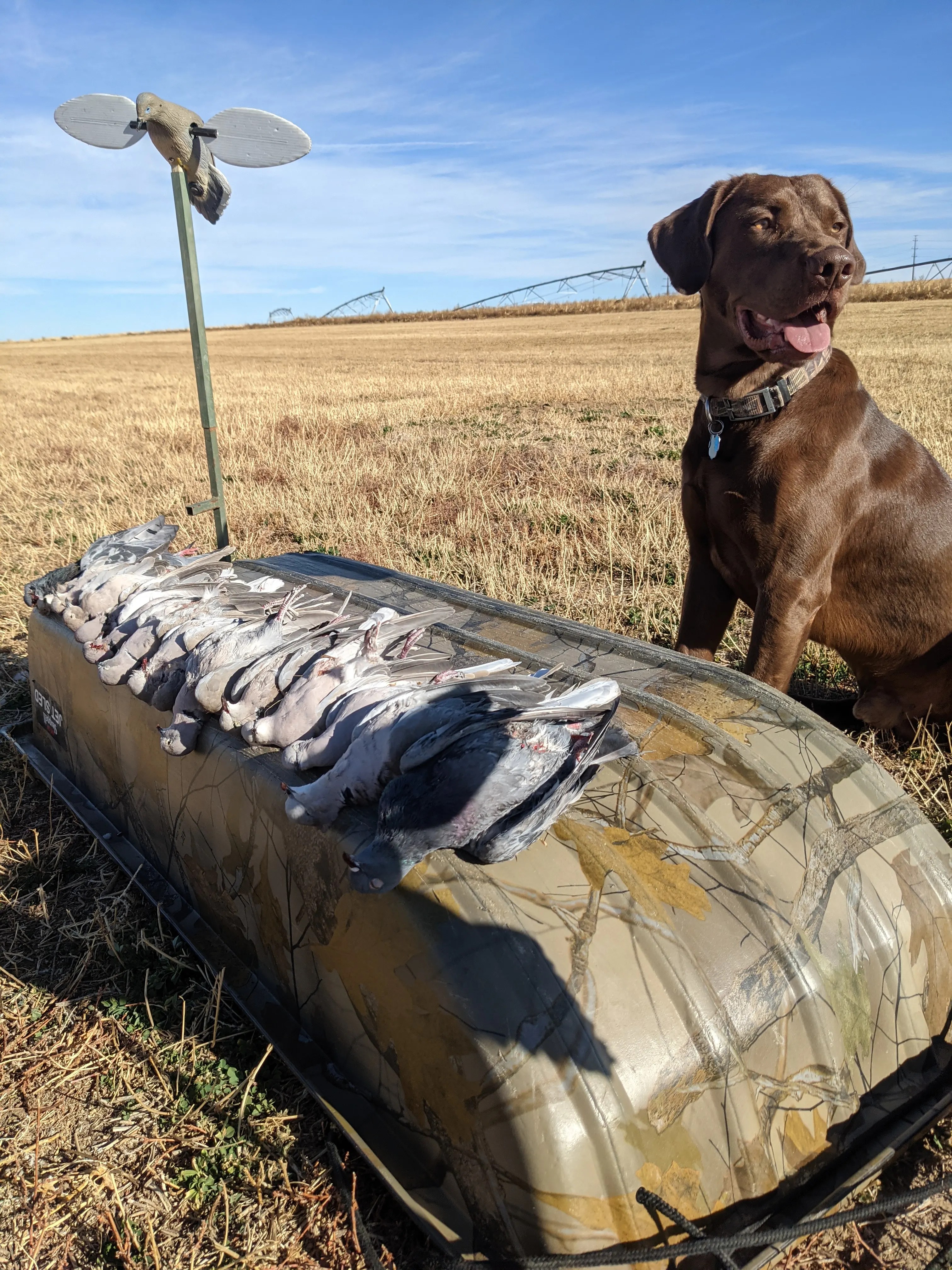 Hunt Dove in Colorado on private land Infinite Outdoors