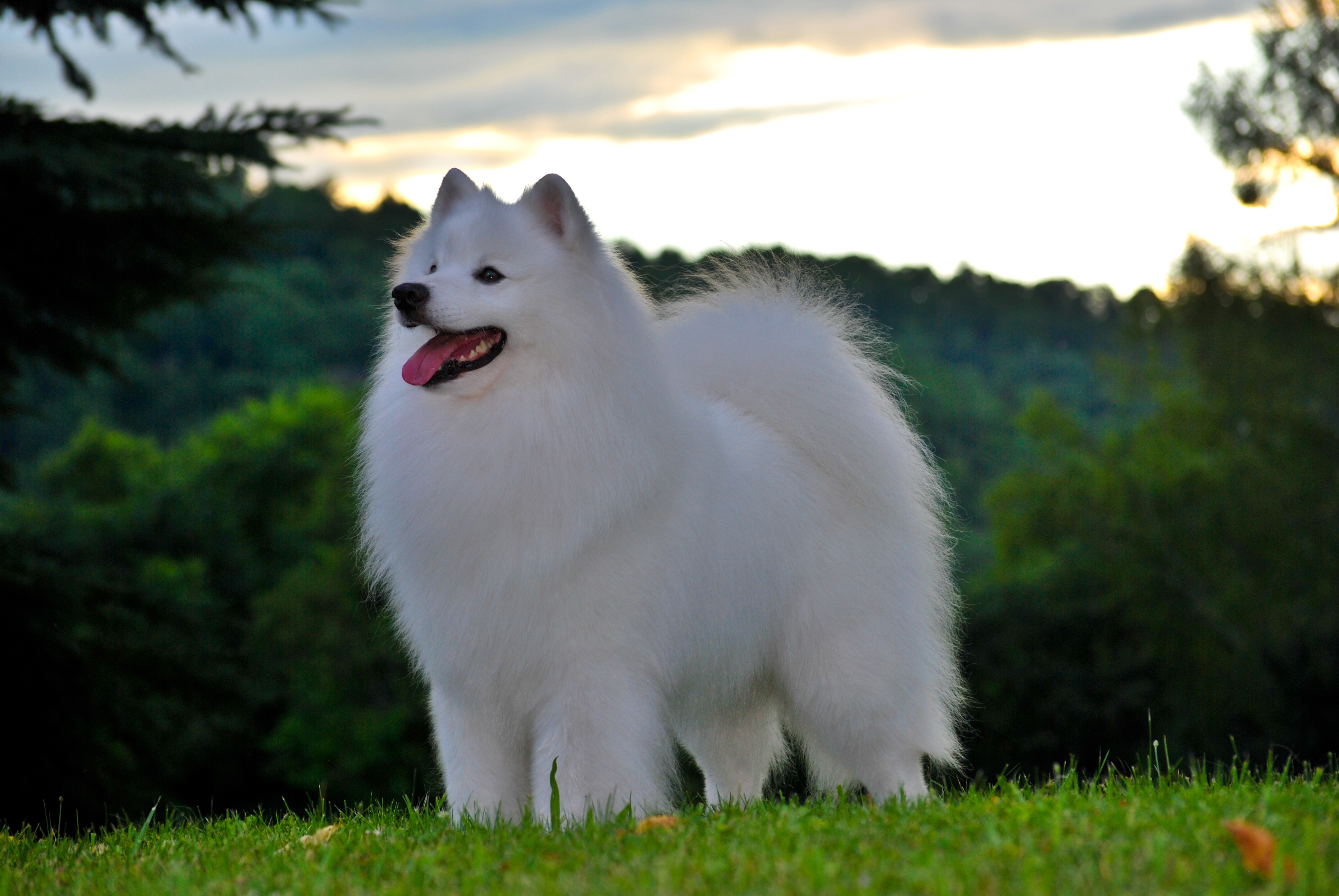 American Eskimo Dog