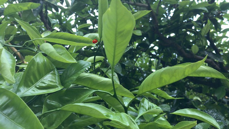 梅雨前の慌ただしい日々。