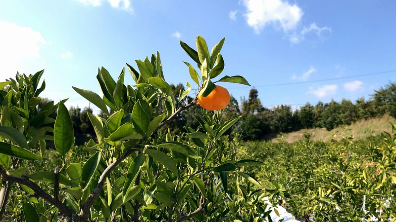 極早生みかんが終了です。