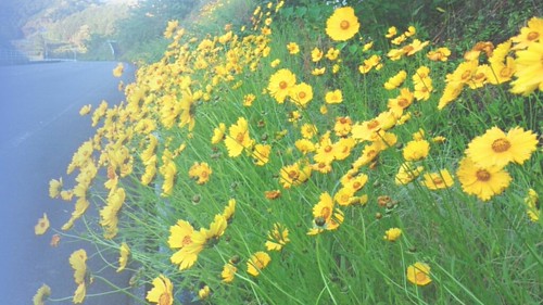 花にもそれぞれ名前がある理由。