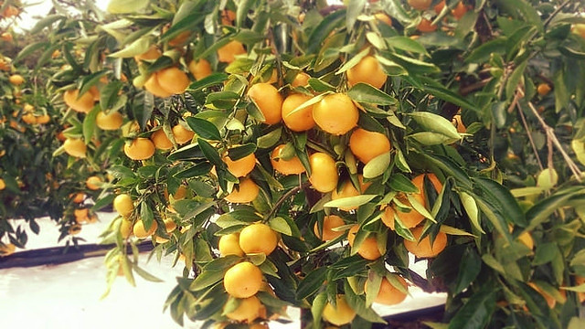 収穫前の美味しさチェック✔。