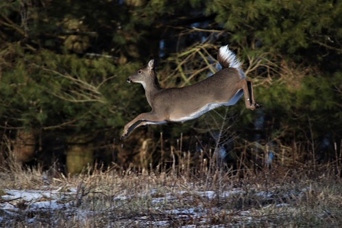 Record-Breaking Harvest: Maryland Hunters Bag 27,620 Deer in Exciting Two-Week Firearms Season