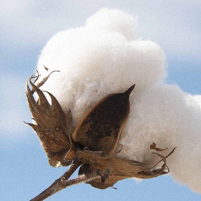 Organic Mattress Pad Birch