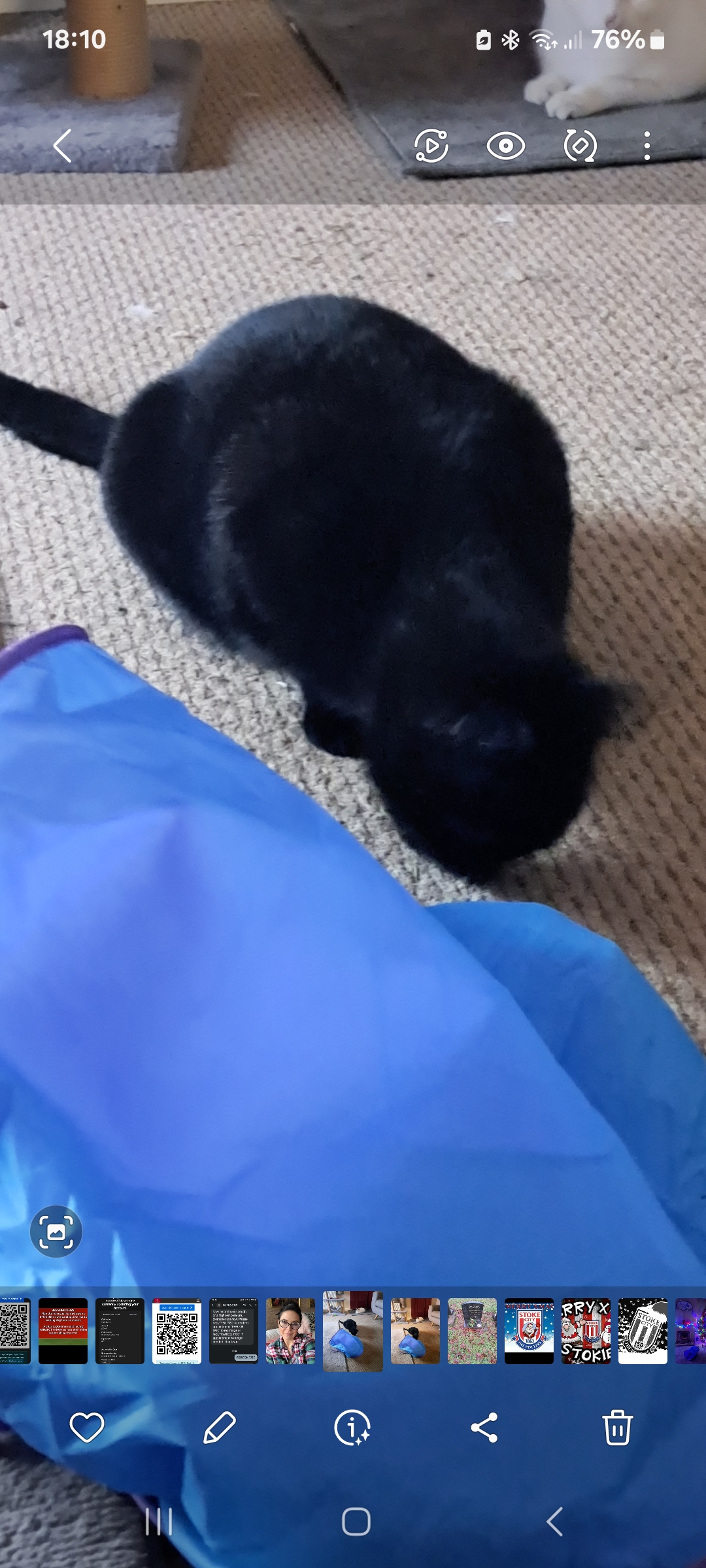 Cat missing in AshbydelaZouch identibase.co.uk