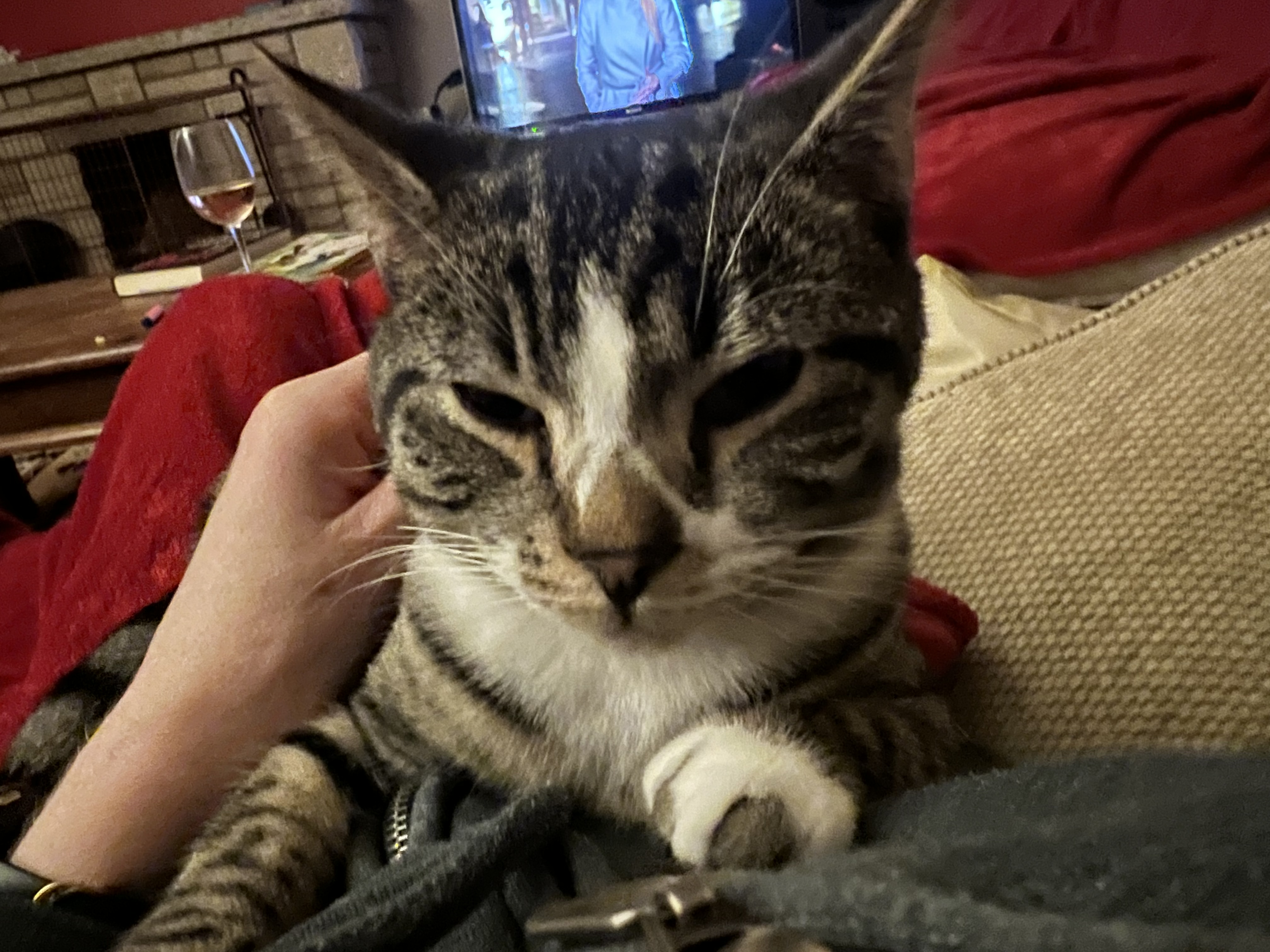 Cat missing in Thatcham identibase.co.uk