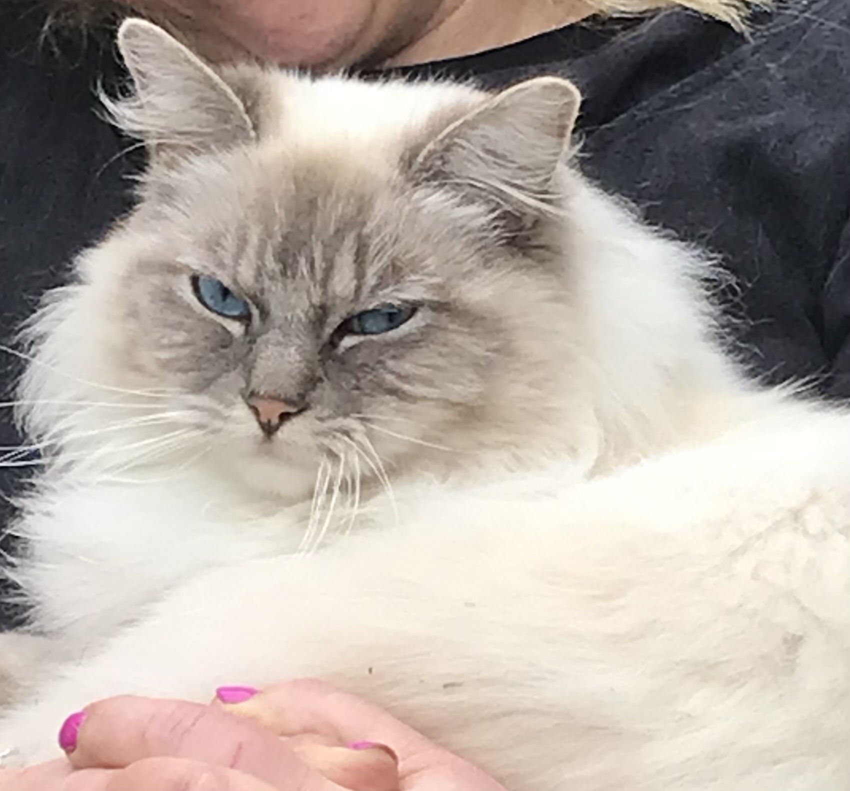 Cat stolen in Bridgend identibase.co.uk