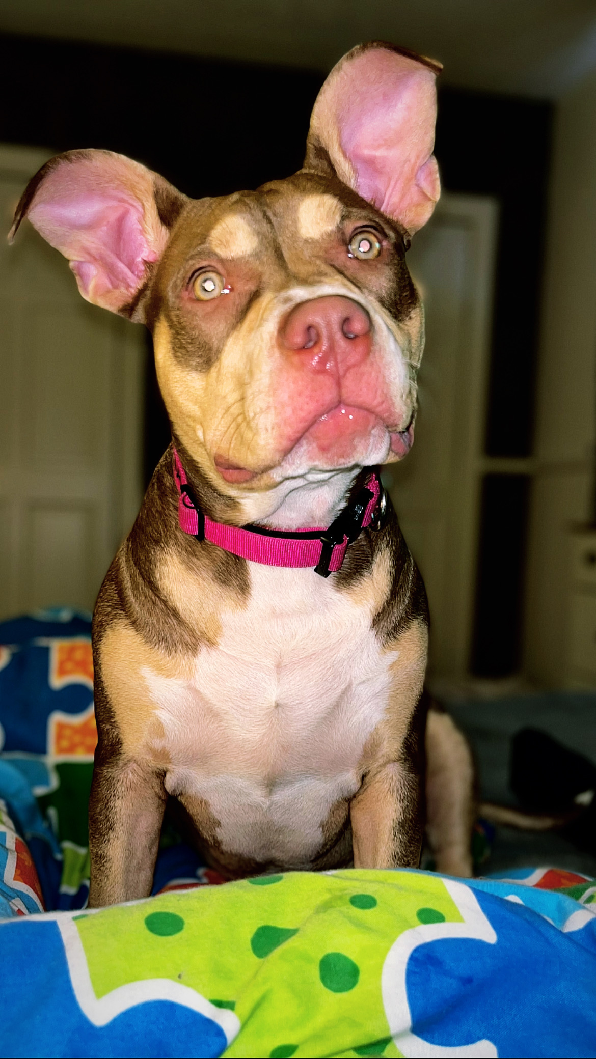 Dog missing in Aberdeen identibase.co.uk