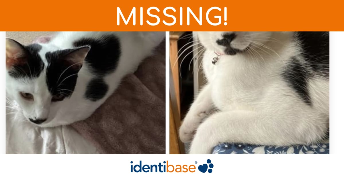 Cat missing in Halesowen identibase.co.uk