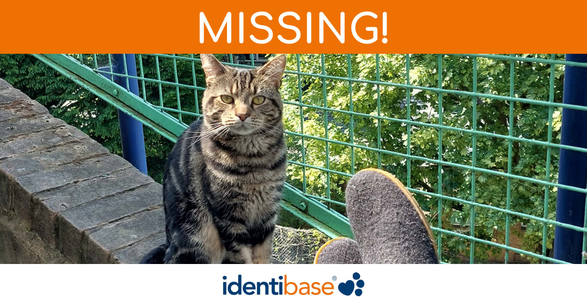 Cat missing in London identibase.co.uk