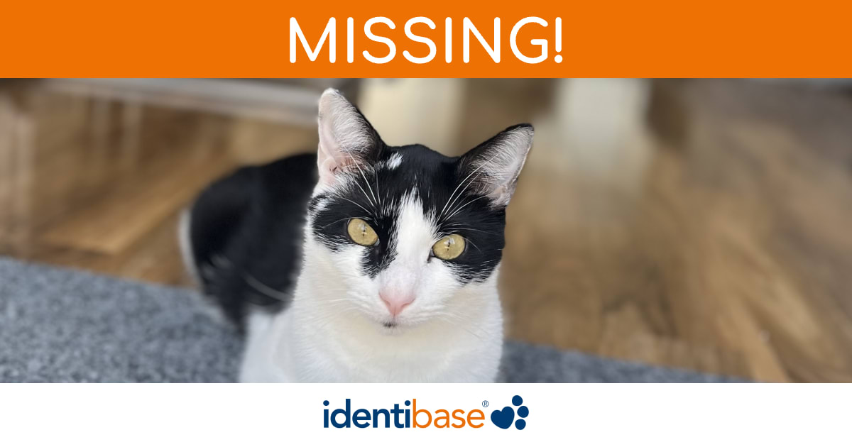 Cat missing in Milton Keynes identibase.co.uk