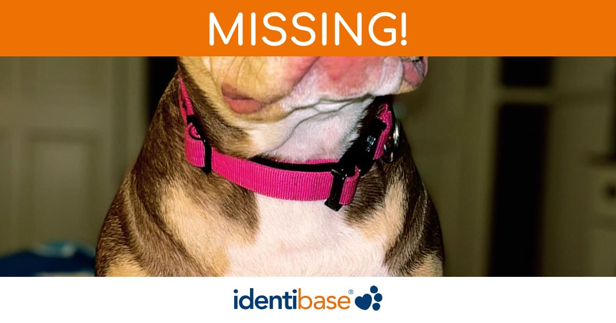 Dog missing in Aberdeen identibase.co.uk