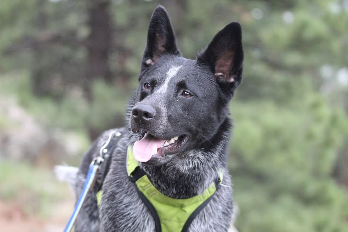 Blue Heelers Antisocial or An Introvert's Best Friend? Petlife