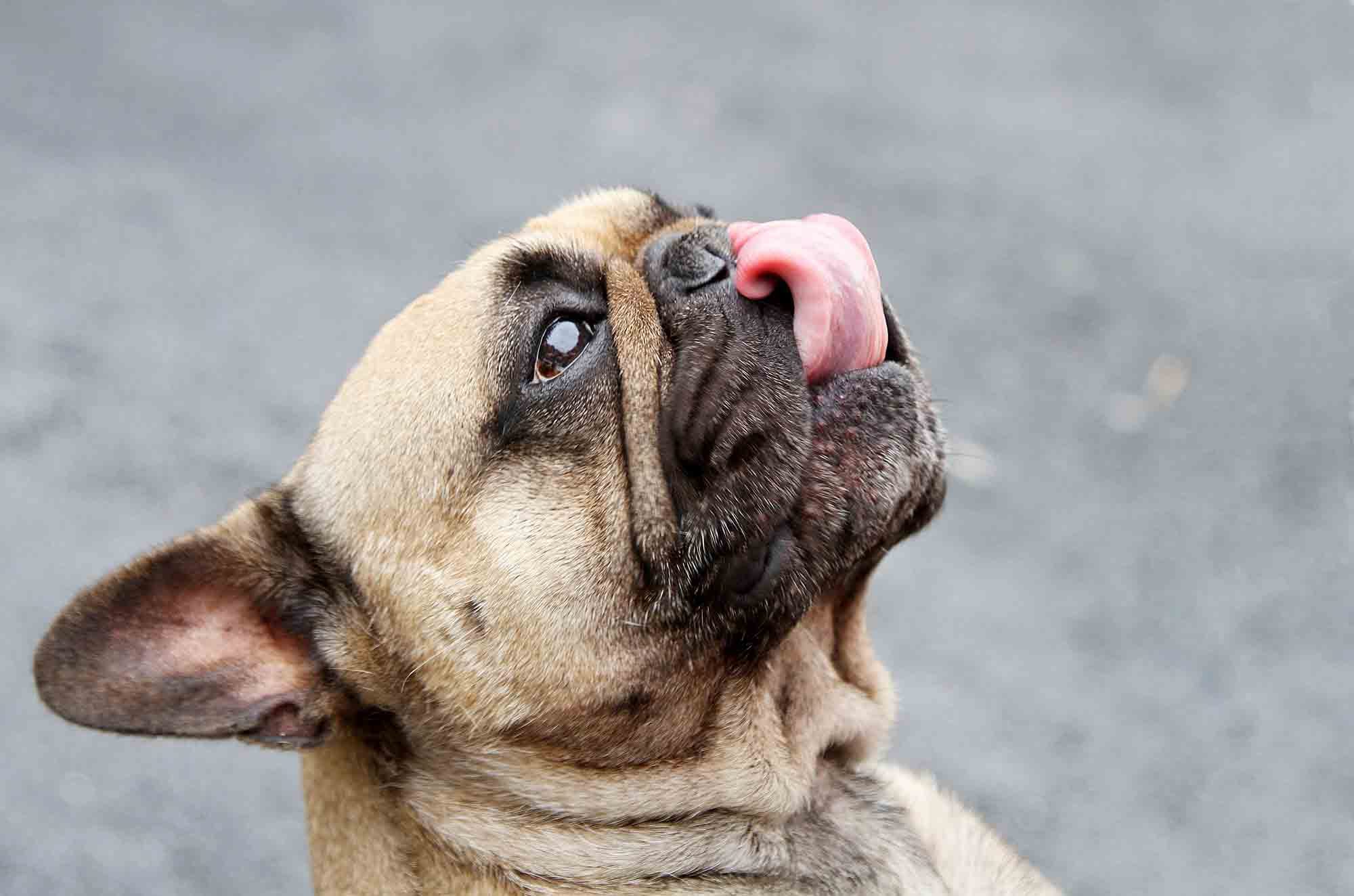 Why Do Dogs Eat Cat Poop?