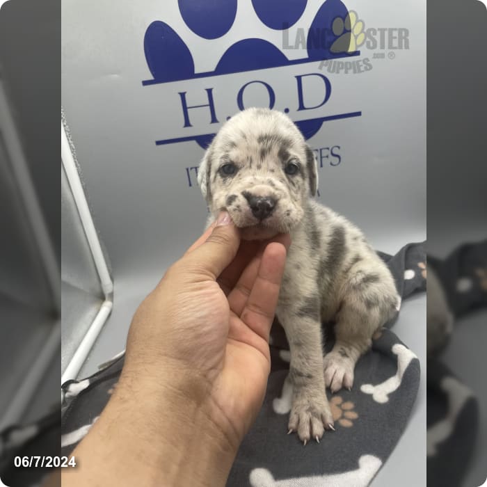 Purple Merle Cane Corso and Great Dane Hybrid Puppy for Sale in