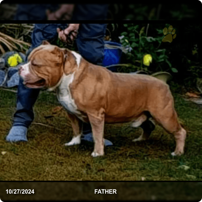Milo American Bully Puppy for Sale in Davenport, FL Lancaster Puppies