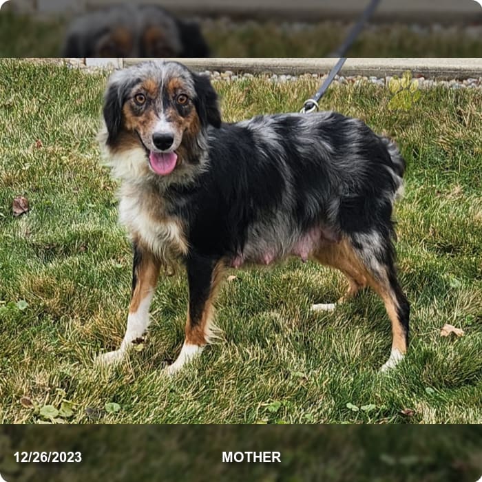 Savannah Australian Shepherd Puppy for Sale in Baltic, OH Lancaster