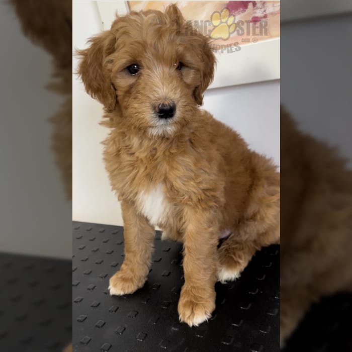 Green Collar Bernedoodle Puppy for Sale in Greenfield, NH Lancaster