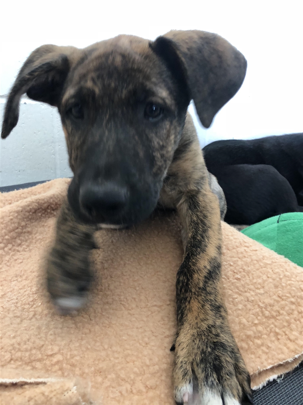 Bella Large Female German Shepherd x Great Dane Mix Dog