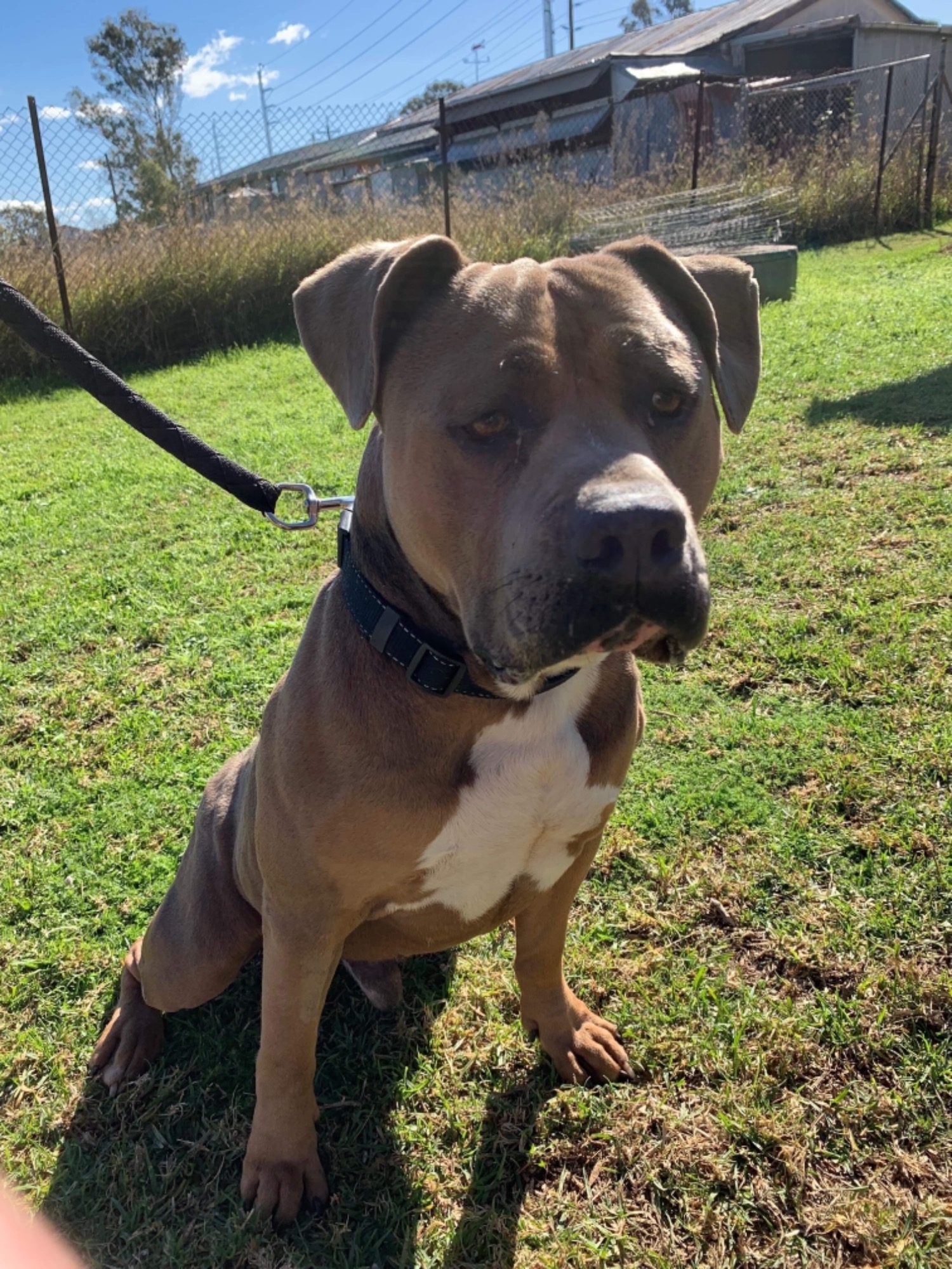 Mack Medium Male American Staffordshire Bull Terrier Dog in NSW