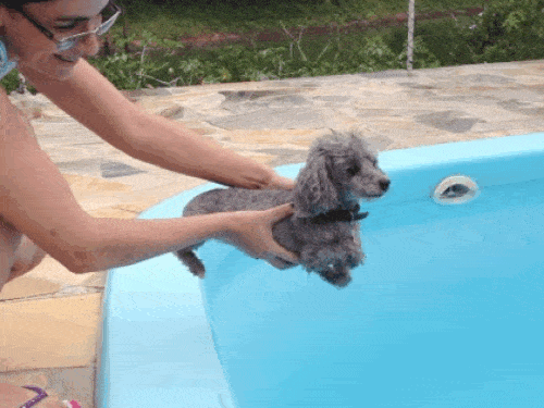 Gifs Divertidos De Perros En Verano Mascotadictos