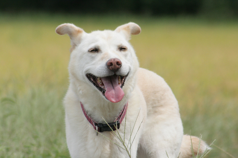 10 Imágenes de Perros sonriendo Mascotadictos