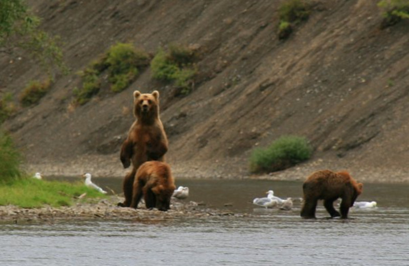 Bristol Bay Lodge (Dillingham, AK) Resort Reviews