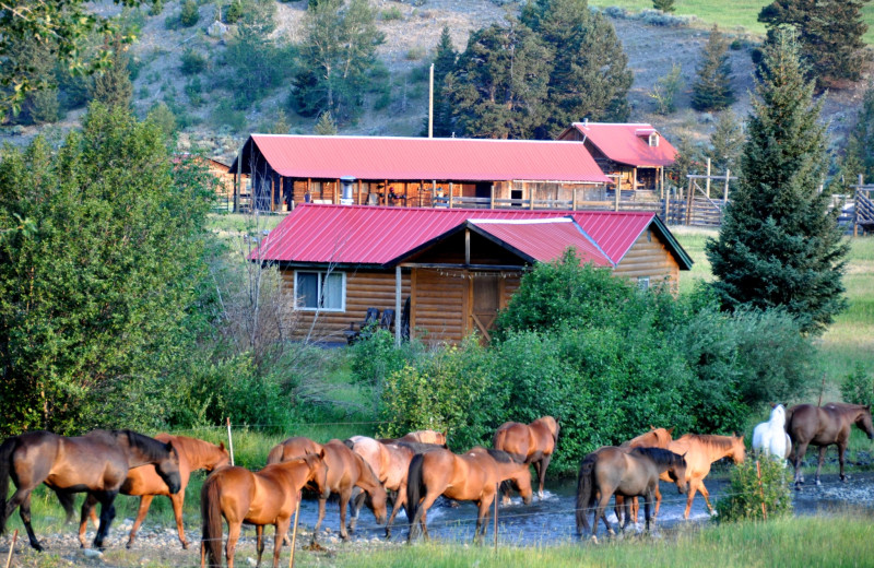 Sweet Grass Ranch (Big Timber, MT) Resort Reviews