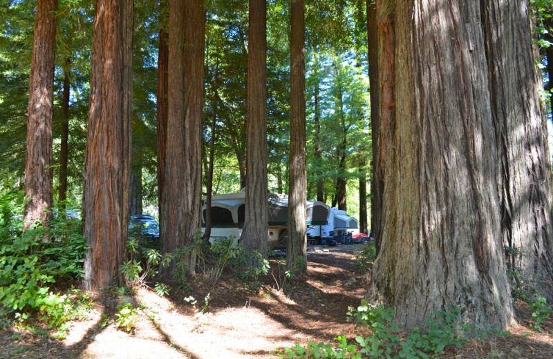 Giant Redwoods RV Park & Camp (Myers Flat, CA) Resort Reviews