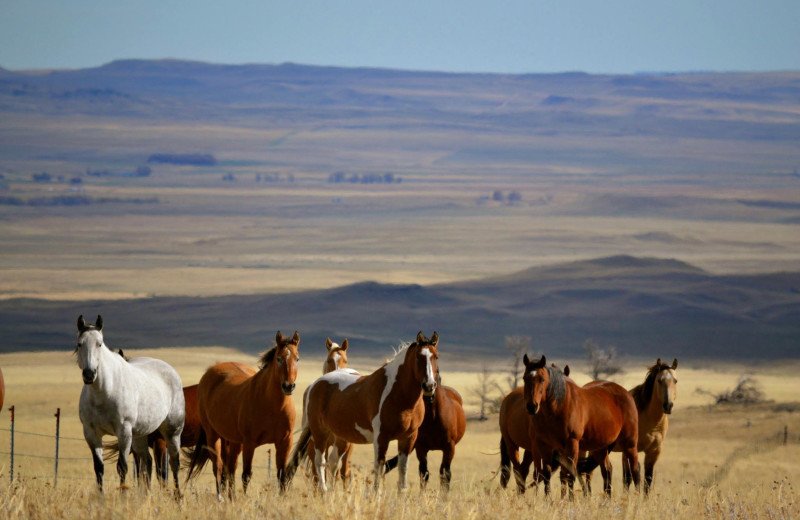 Sweet Grass Ranch (Big Timber, MT) Resort Reviews