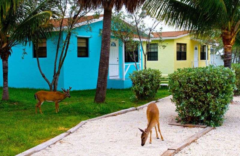 Old Wooden Bridge Fishing Camp (Big Pine Key, FL) Resort Reviews