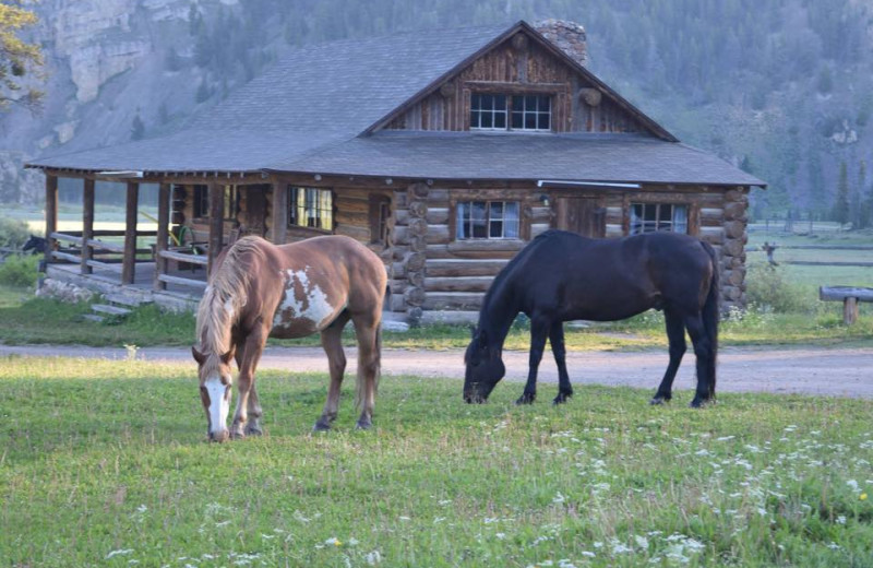 Elkhorn Ranch Montana (Gallatin Gateway, MT) Resort Reviews