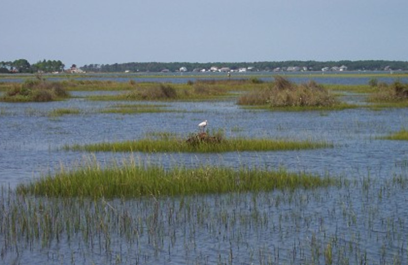 Rose's Vacation Rentals (Harkers Island, NC) Resort Reviews