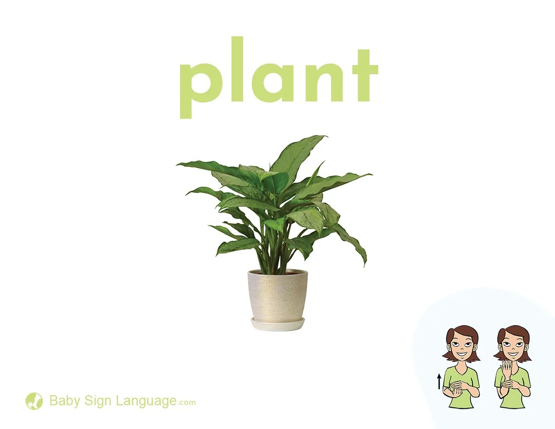 Plant